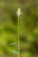 Phyteuma spicatum, the spiked rampion, is a plant in the Campanulaceae family. Phyteuma spicatum flowers, closeup.