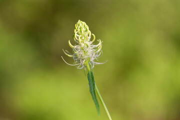 Phyteuma spicatum, the spiked rampion, is a plant in the Campanulaceae family. Phyteuma spicatum flowers, closeup.