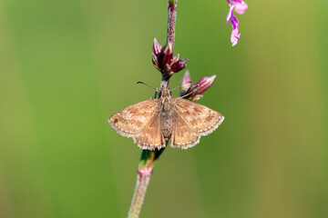 Dingy Skipper (Erynnis tages) is a butterfly of the Hesperiidae family. Dingy Skipper Butterfly...