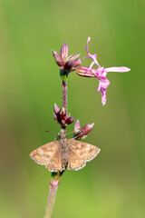 Dingy Skipper (Erynnis tages) is a butterfly of the Hesperiidae family. Dingy Skipper Butterfly...