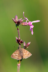 Dingy Skipper (Erynnis tages) is a butterfly of the Hesperiidae family. Dingy Skipper Butterfly...