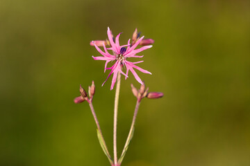 Silene flos-cuculi (Lychnis flos-cuculi), commonly called ragged-robin, is a perennial herbaceous plant in the family Caryophyllaceae. Lychnis flos-cuculi flowers close-up.