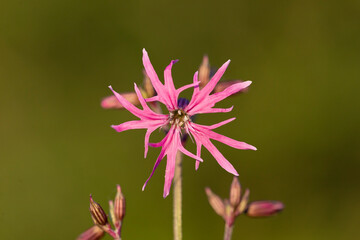 Silene flos-cuculi (Lychnis flos-cuculi), commonly called ragged-robin, is a perennial herbaceous plant in the family Caryophyllaceae. Lychnis flos-cuculi flowers close-up.