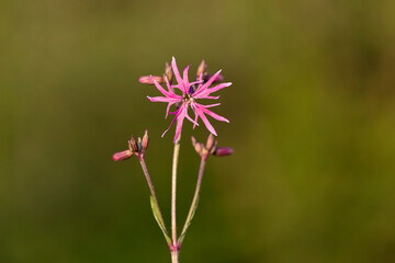 Silene flos-cuculi (Lychnis flos-cuculi), commonly called ragged-robin, is a perennial herbaceous plant in the family Caryophyllaceae. Lychnis flos-cuculi flowers close-up.