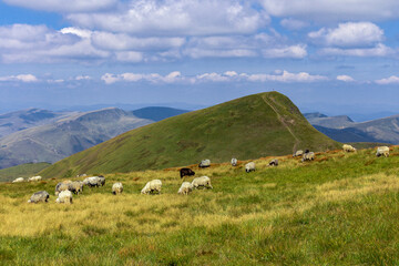 Fototapeta na wymiar Sheep on the boundless Carpathian meadows. Svidovets mountain massif, Carpathians, Ukraine. Traditional sheep breeding in the Carpathians. Sheep on pasture on a background of mountains.