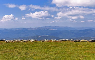 Sheep on the boundless Carpathian meadows. Svidovets mountain massif, Carpathians, Ukraine. Traditional sheep breeding in the Carpathians. Sheep on pasture on a background of mountains.