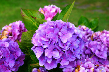 Fototapeta premium Pink and purple heads of hydrangea flowers