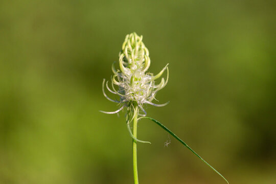 Phyteuma spicatum, the spiked rampion, is a plant in the Campanulaceae family. Phyteuma spicatum flowers, closeup.
