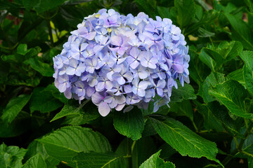 Pink and purple heads of hydrangea flowers