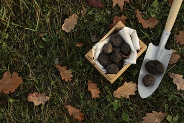 Wooden crate and shovel with fresh truffles on green grass, flat lay. Space for text