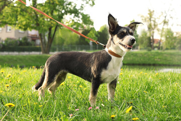 Cute dog with leash on green grass in park