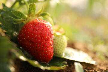 Strawberry plant with berries on blurred background, closeup