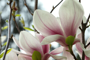 Fototapeta na wymiar Magnolia tree with beautiful flowers on blurred background, closeup