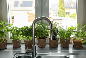 Different aromatic potted herbs on window sill near kitchen sink