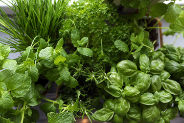 Different aromatic herbs as background, top view