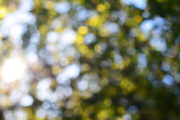 Blurred view of green tree outdoors. Bokeh effect