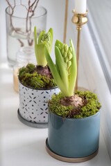 Potted hyacinths on window sill indoors. First spring flowers