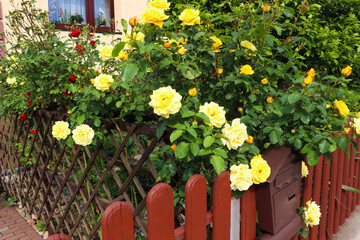 Beautiful garden with blooming rose bushes behind wooden fence