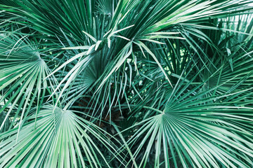 Beautiful green tropical leaves outdoors, closeup view