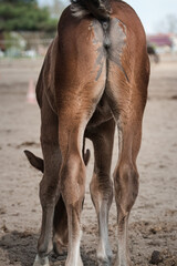 A beautiful young horse in the paddock of a horse farm, turned backwards, rump, butt. A foal on the...