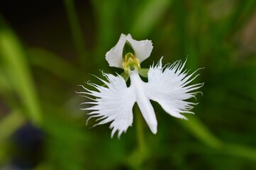 白鷺が舞っている様。サギソウ（鷺草）