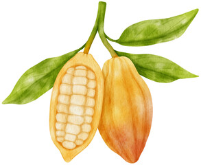 watercolor branch of cacao