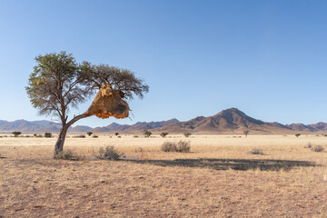 Fototapeta na wymiar Communal nest of sociable weavers (Philetairus socius) in Acacia tree, Namibrand nature reserve, Namibia, South Africa