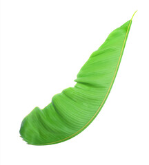 fress banana leaf on transparent background png file