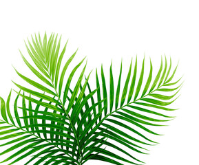 Green leaves of palm tree isolated on tranaparent background png file