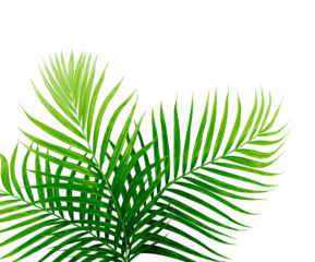 Green leaves of palm tree isolated on tranaparent background png file
