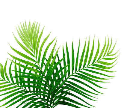 Green Leaves Of Palm Tree Isolated On Tranaparent Background Png File