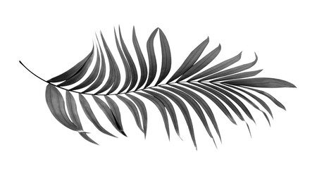 black leaves of palm tree on transparent background png file