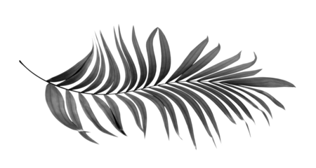 black leaves of palm tree on transparent background png file