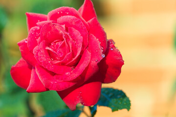 Róża z kroplami rosy, rose with dew drops