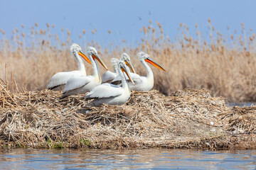 Dalmatian pelicans colony nesting in the reeds of the Volga river. The Dalmatian pelican (Pelecanus...