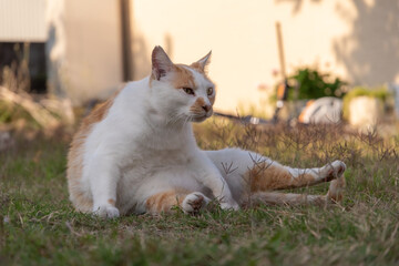 くつろぐ猫　茶白猫