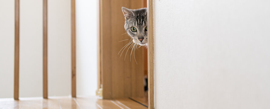 チラ見する猫　サバトラ猫