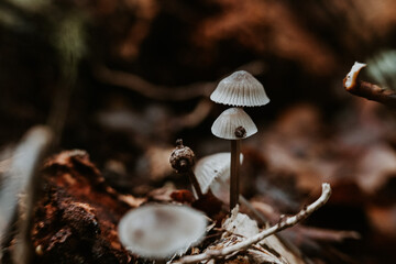 champignon sauvage en foret