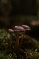 champignon sauvage en foret