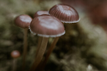 champignon sauvage en foret