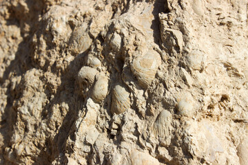 Fossils of a seashell in a rock at Wadi Degla Protectorate, Western Desert, Egypt