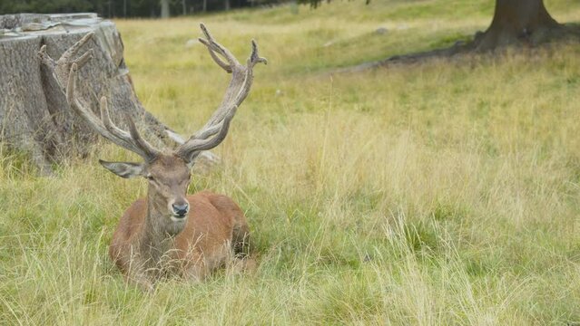 Deer stands up threateningly. Beautiful adult male deer with large horns stands on its paws and blows. 4k stock video of sighting of big wild animal. Animal defense behavior.