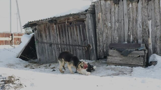 A Dog On A Chain Gnaws Out The Insides Of A Dead Animal In The Snow Near An Old Wooden Barn