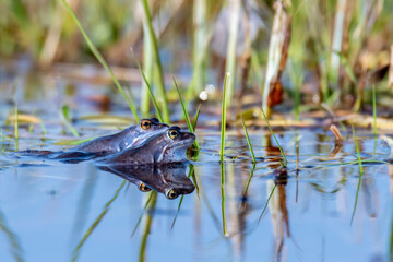 Moorfrösche mit Spiegelung in der Balzzeit.