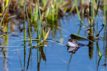 Blauer Moorfrosch der Gattung Rana arvalis.