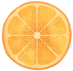 Obraz na płótnie Canvas Half of Orange Fruit Watercolor illustration
