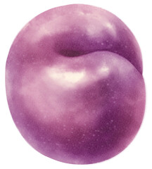 Plum Fruit Watercolor illustration