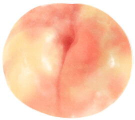 Peach Watercolor illustration