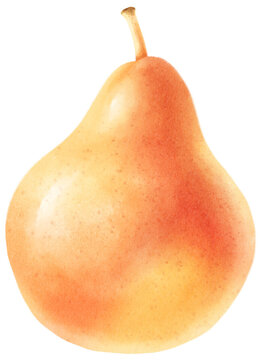 Pear fruit Watercolor illustration