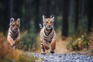 Siberian tiger (Panthera tigris altaica) in forest